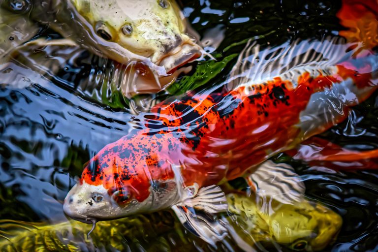 KOLAM IKAN DI SAMPING RUANG KERJAKU