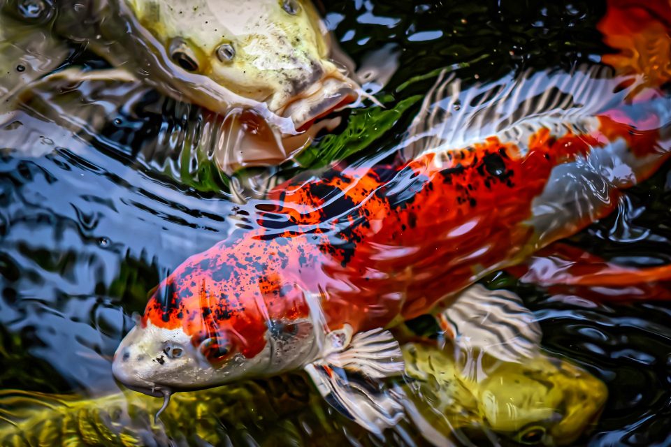 KOLAM IKAN DI SAMPING RUANG KERJAKU