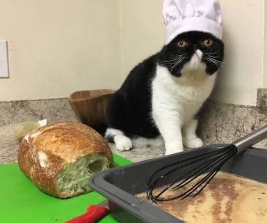 kukikucing