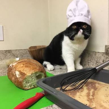 kukikucing
