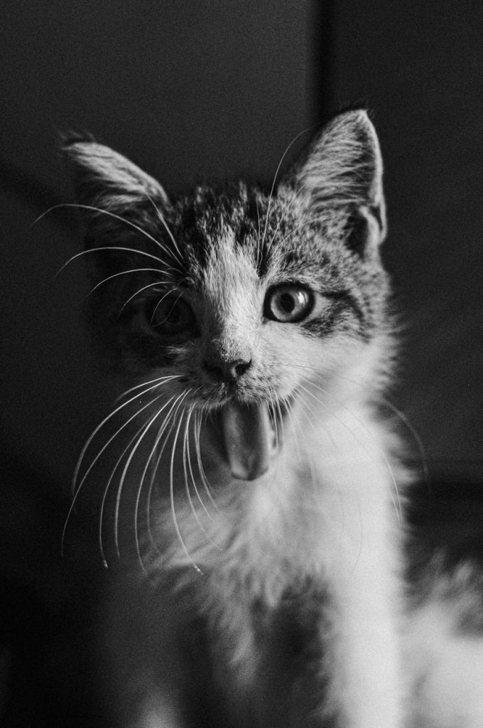 grayscale photo of a tabby cat