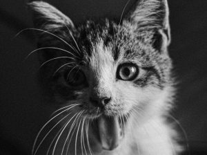 grayscale photo of a tabby cat