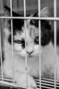 kucing hitam dan putih