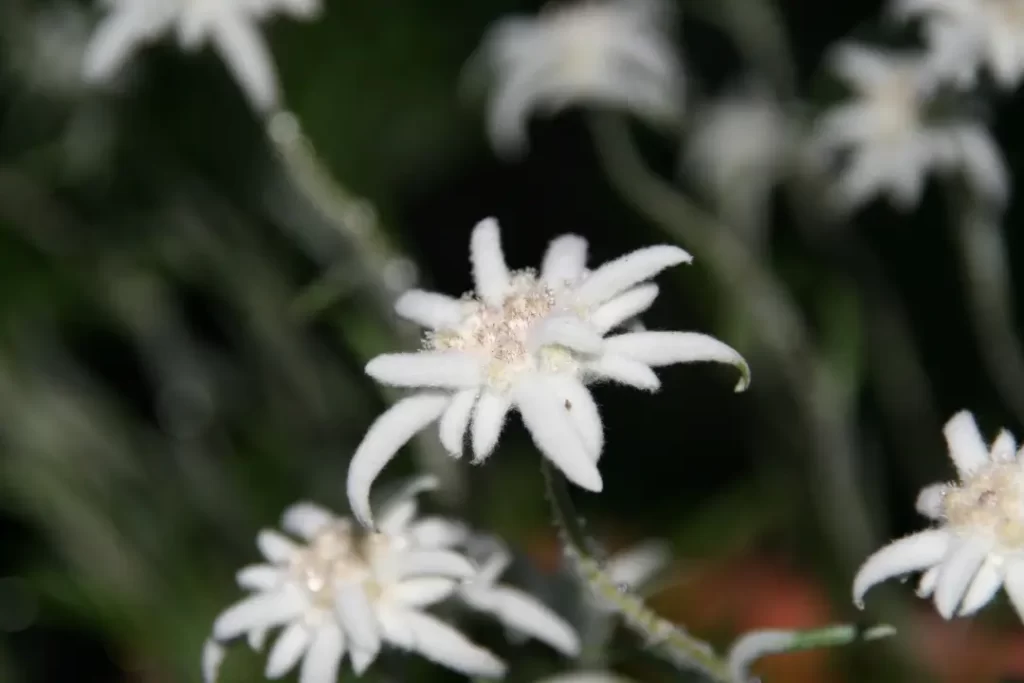 Bunga Edelweiss berwarna putih