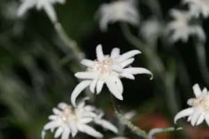 Bunga Edelweiss berwarna putih