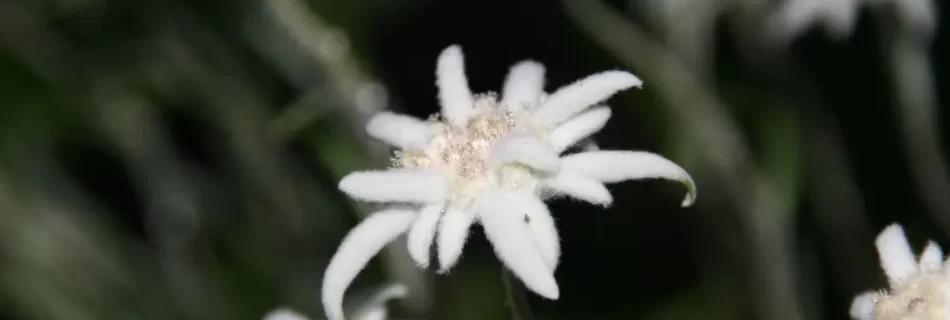 Bunga Edelweiss berwarna putih