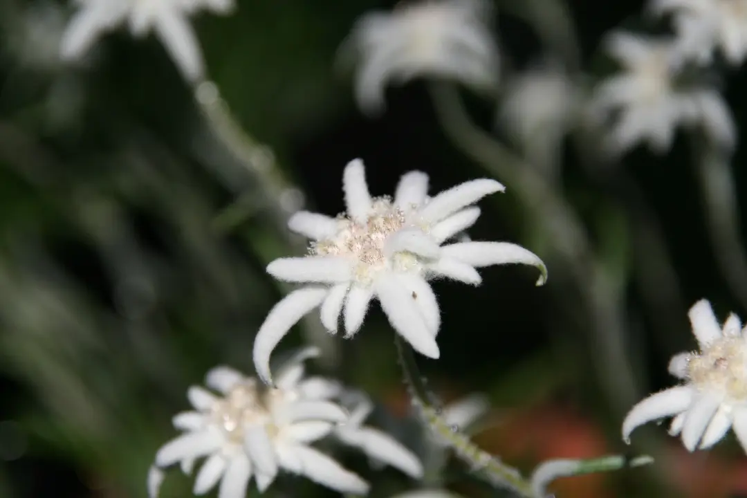 Bunga Edelweiss berwarna putih