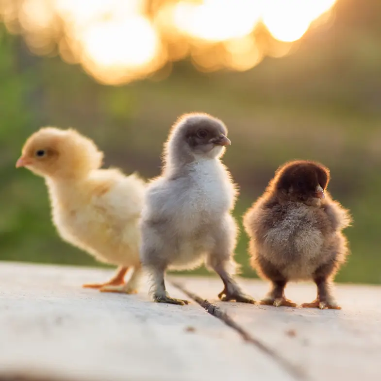 ilustrasi anak ayam